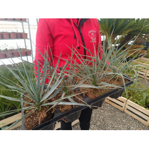 Yucca Rostrata, výška 20-30 cm, Ø 10-20 cm, kont. C1.5L (-22°C)
